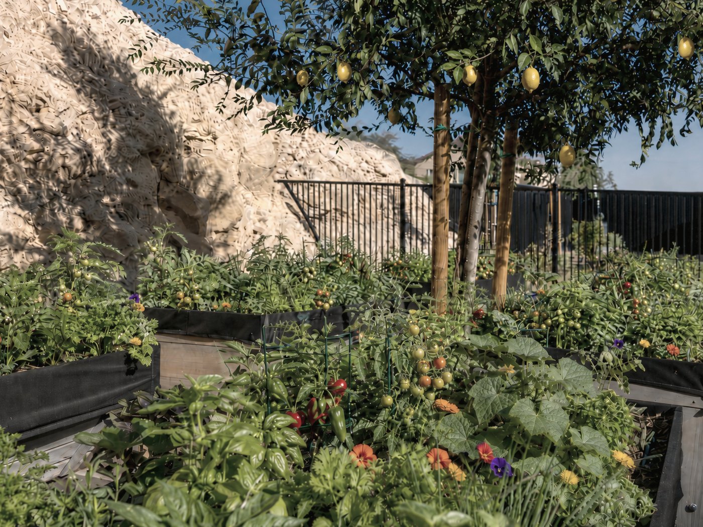 Raised beds in the Rocky Ridge community garden, planted with tomatoes, peppers, basil and edible flowers beneath a lemon tree.