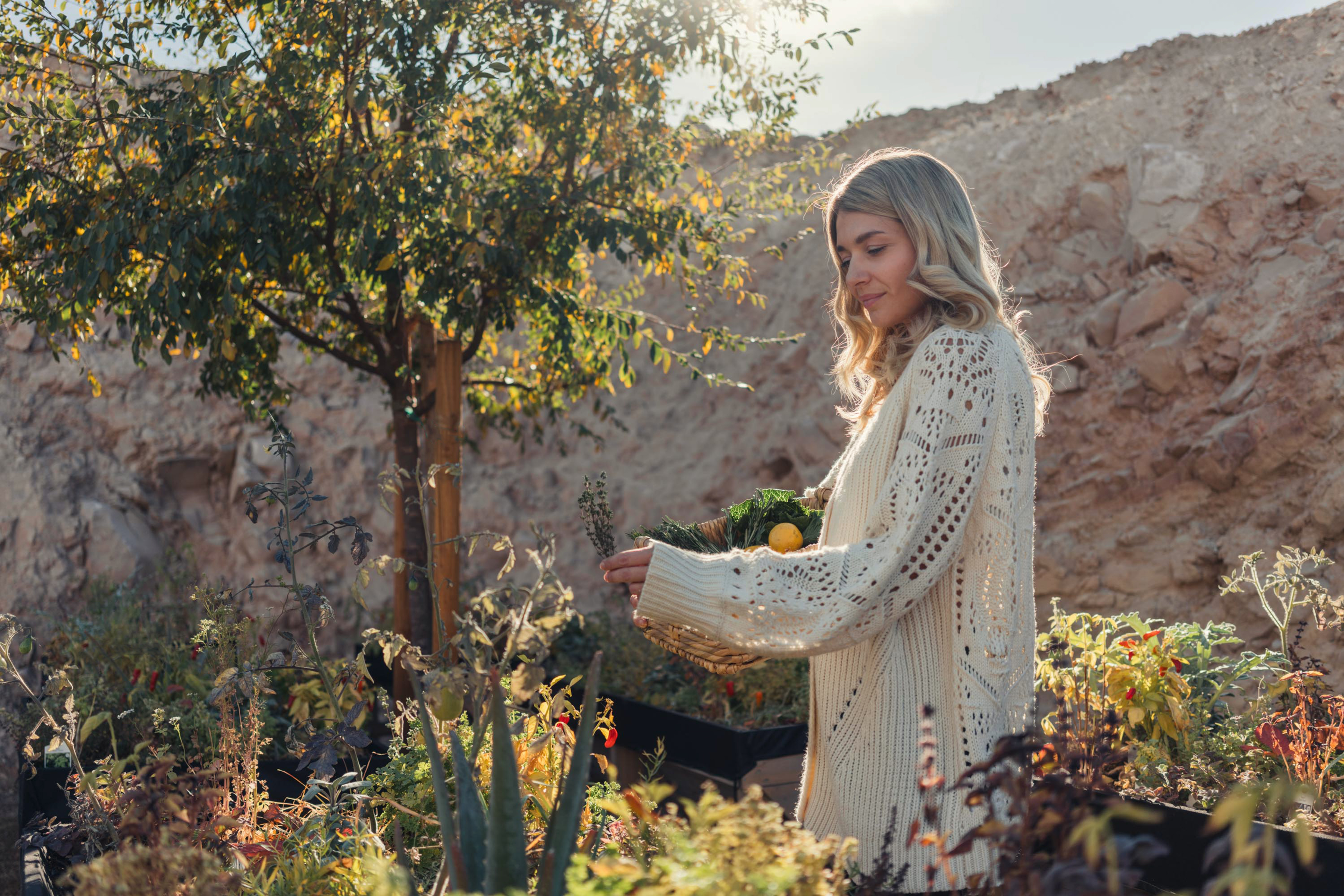 A resident gathering greens in the Rocky Ridge community garden, golden afternoon light
